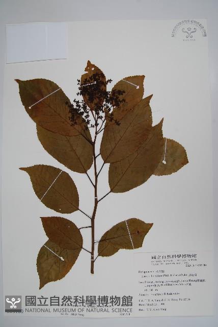 厚殼樹藏品圖，第1張