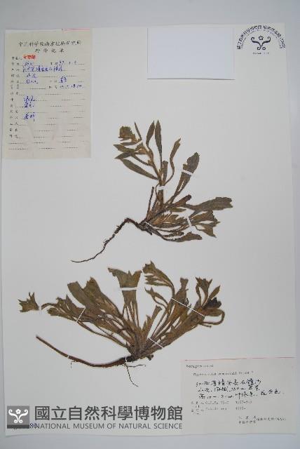 盾果草藏品圖，第1張