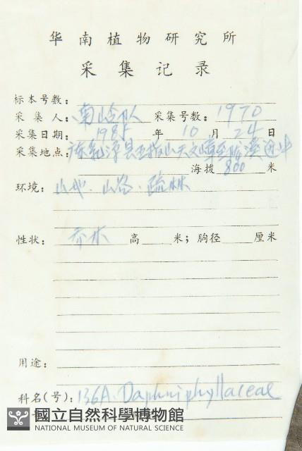 俄氏虎皮楠、蘭嶼虎皮楠、虎皮楠藏品圖，第2張