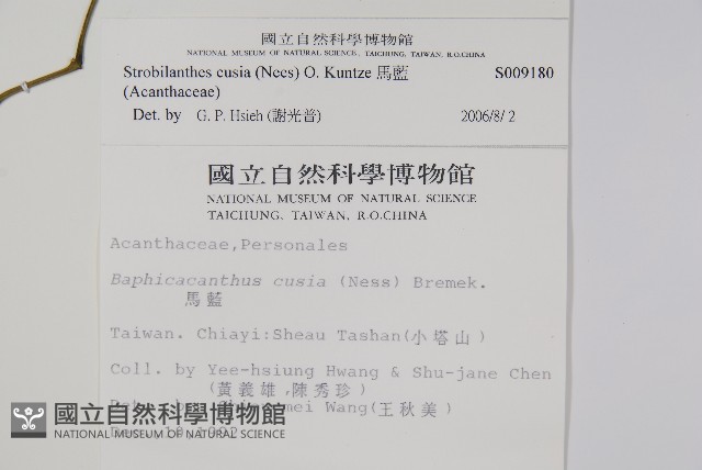 曲莖馬藍藏品圖，第2張