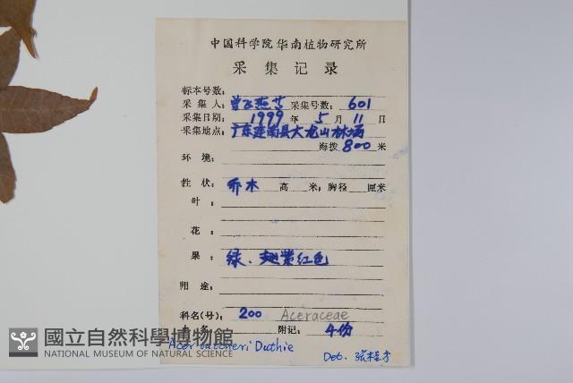 嶺南槭藏品圖，第2張