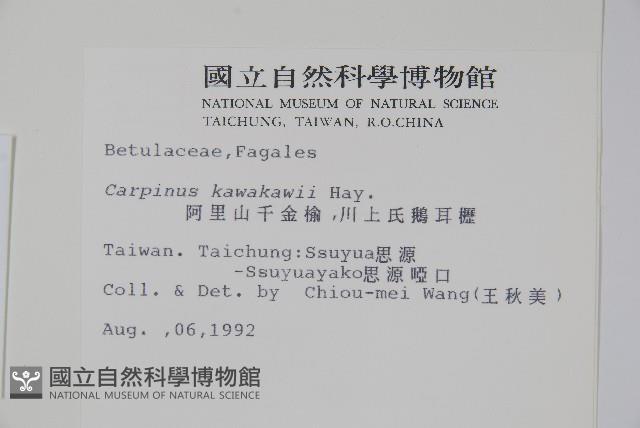 阿里山千金榆藏品圖，第2張