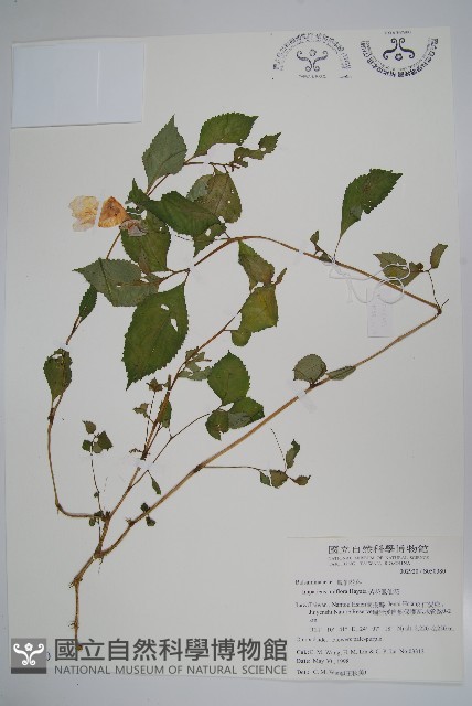 紫花鳳仙花藏品圖，第1張