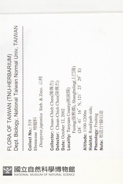 山柿, 山豆柿藏品圖，第2張