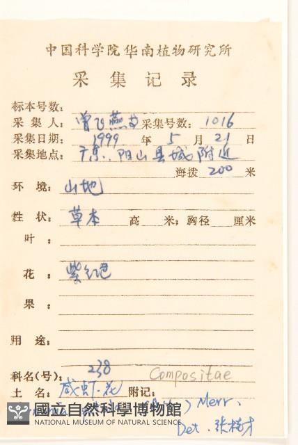 嶺南野菊藏品圖，第2張