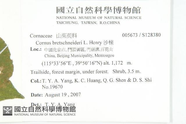 沙棶藏品圖，第2張