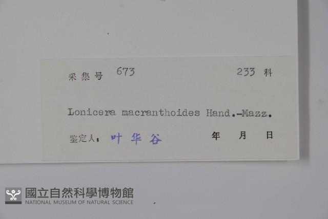 大花忍冬藏品圖，第2張