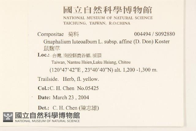 鼠麴草藏品圖，第2張