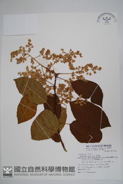 厚殼樹藏品圖，第1張