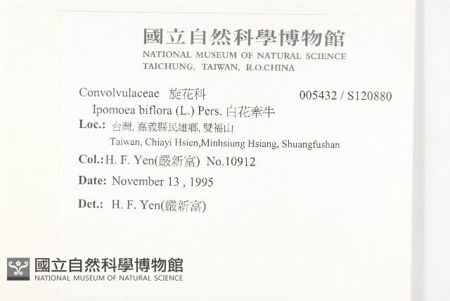 白花牽牛藏品圖，第2張