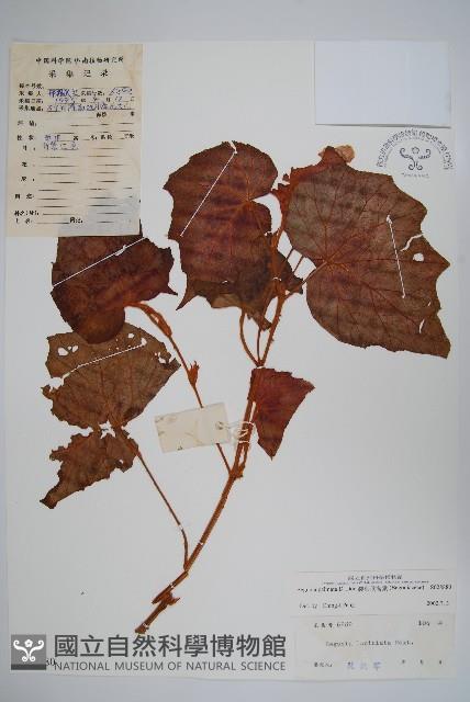 裂葉秋海棠藏品圖，第1張