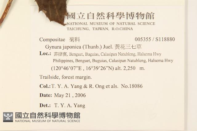 黃花三七草藏品圖，第2張