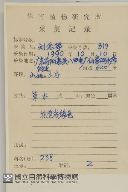 大頭艾納香藏品圖，第2張