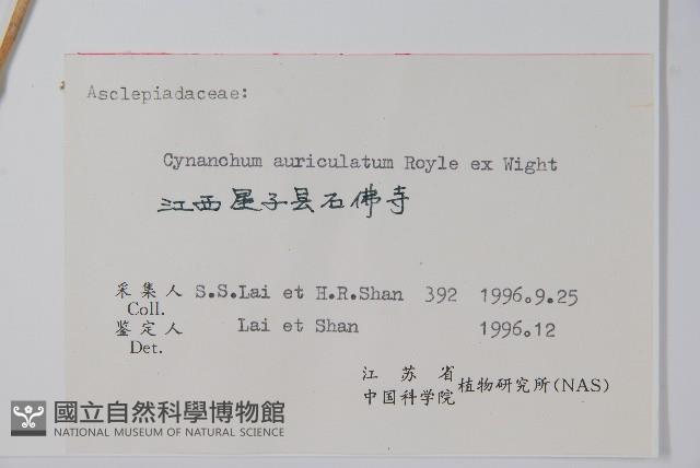 牛皮消藏品圖，第2張