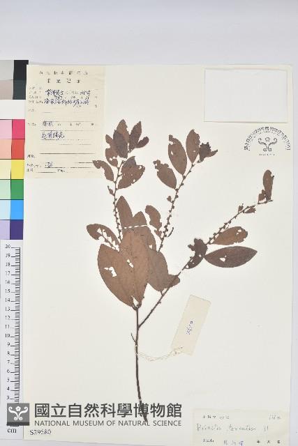 土密樹藏品圖，第1張