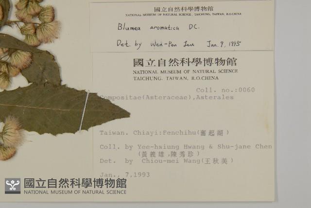 薄葉艾納香藏品圖，第2張