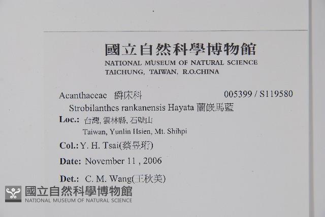 曲莖馬藍藏品圖，第2張