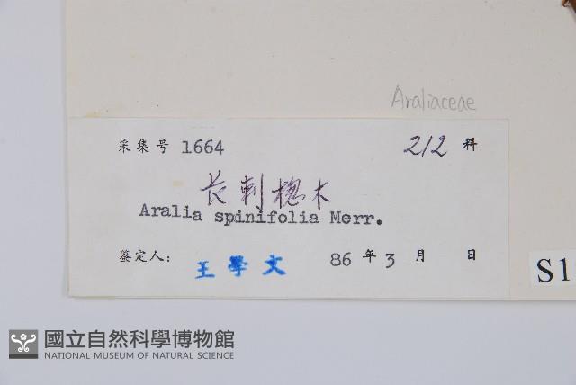 長刺蔥木藏品圖，第2張