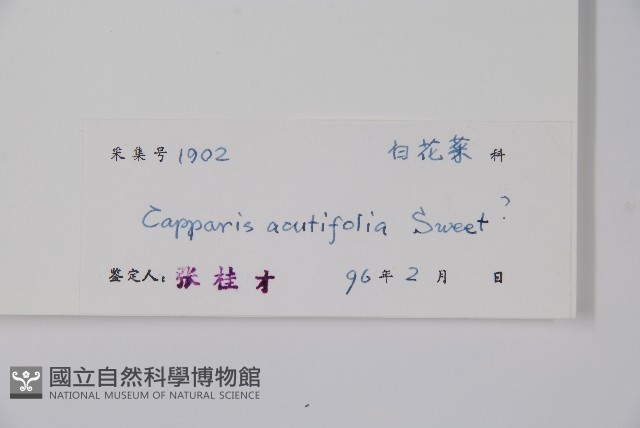 銳葉山柑藏品圖，第2張