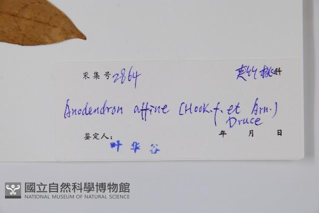 小錦蘭藏品圖，第2張