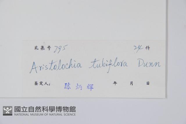 管花馬兜鈴藏品圖，第2張