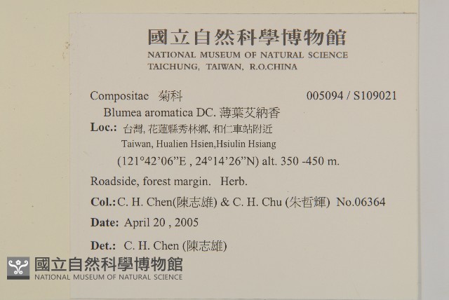 薄葉艾納香藏品圖，第2張
