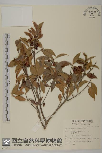 福建賽衛矛、福建假衛矛藏品圖，第1張