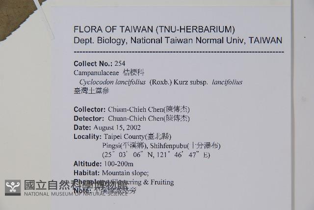 臺灣土黨參藏品圖，第2張