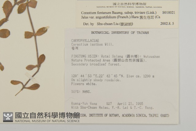 簇生卷耳藏品圖，第2張