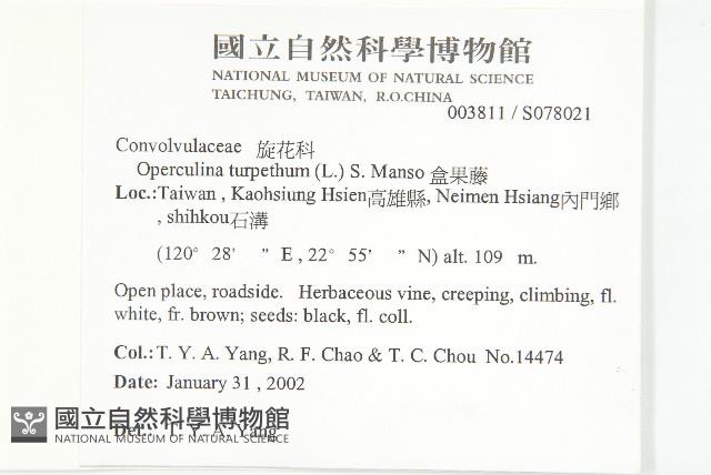 盒果藤藏品圖，第5張