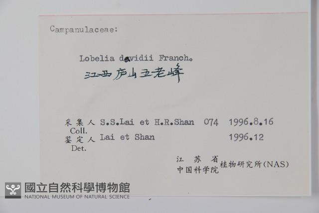 江南山梗菜藏品圖，第2張