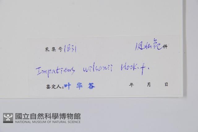 白花鳳仙花藏品圖，第2張