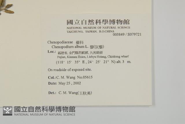 藜、灰藜藏品圖，第2張