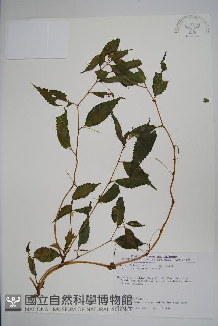 黃花鳳仙花藏品圖，第1張