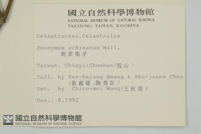 刺果衛矛藏品圖，第2張