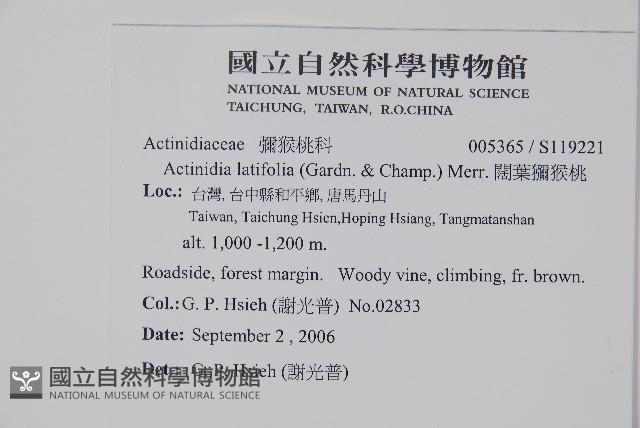 闊葉獼猴桃藏品圖，第2張