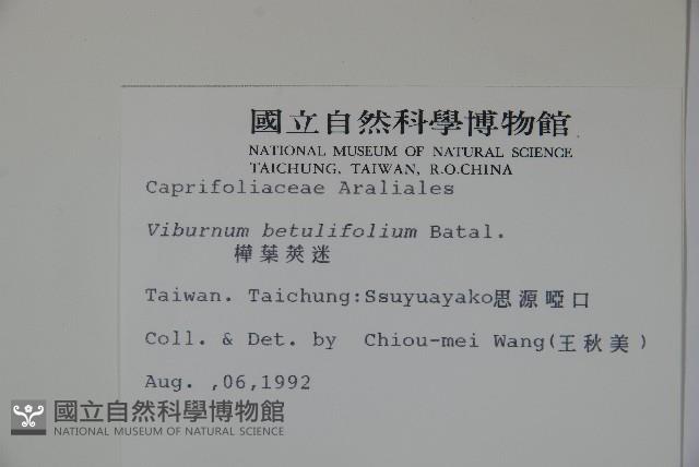 樺葉莢迷、玉山莢迷藏品圖，第2張