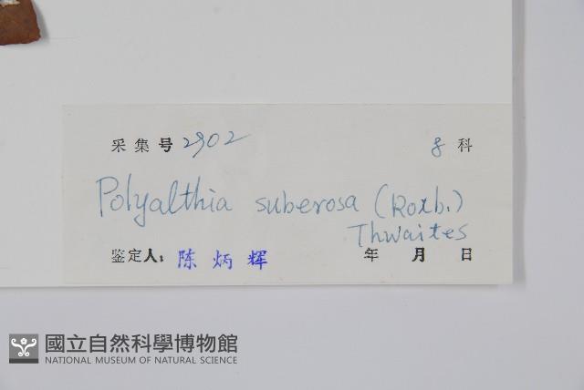 暗羅、雞爪樹藏品圖，第2張