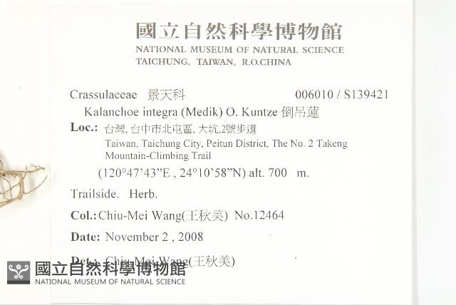 倒吊蓮藏品圖，第2張