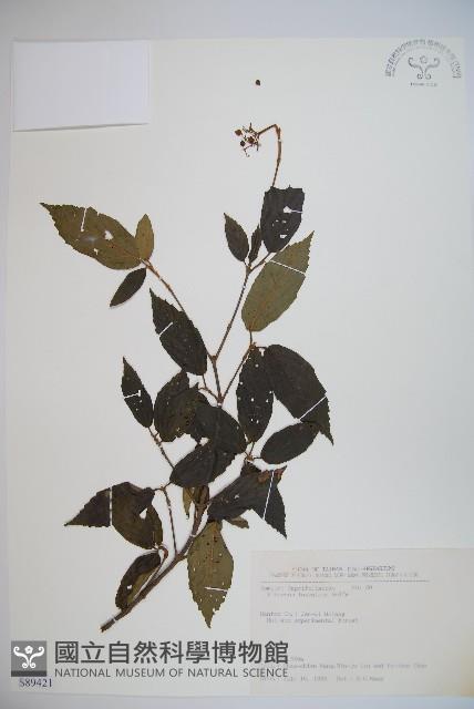 呂宋莢迷藏品圖，第1張