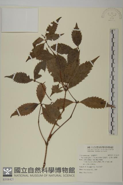 草珊瑚、紅果金粟蘭藏品圖，第1張