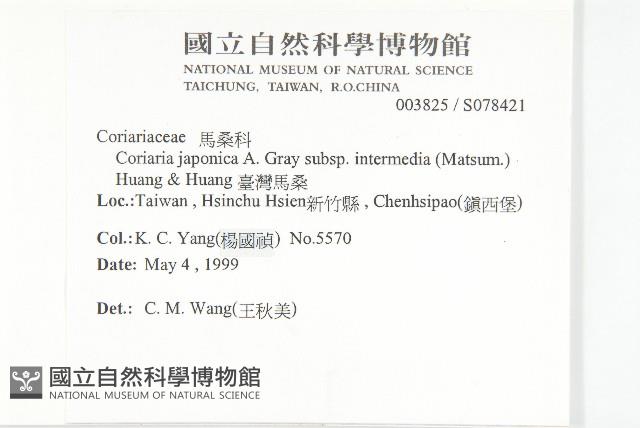 臺灣馬桑藏品圖，第2張