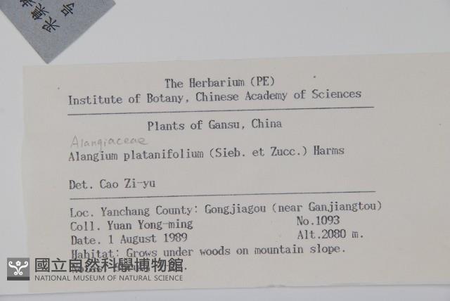 八角楓、瓜木藏品圖，第2張