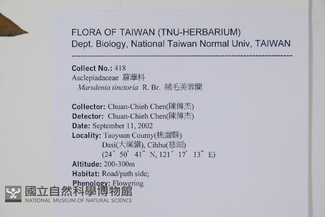 絨毛芙蓉蘭藏品圖，第2張