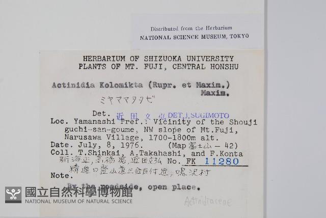 狗棗獼猴桃藏品圖，第2張