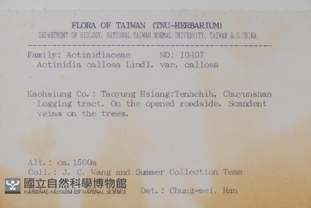 硬齒獼猴桃藏品圖，第2張