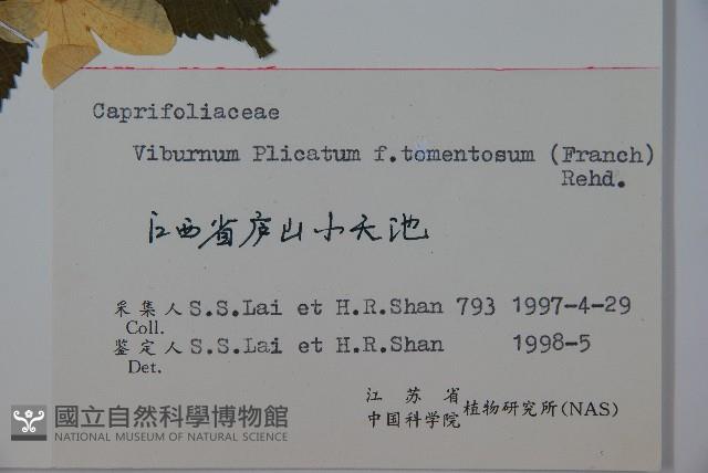 蝴蠂莢迷藏品圖，第2張