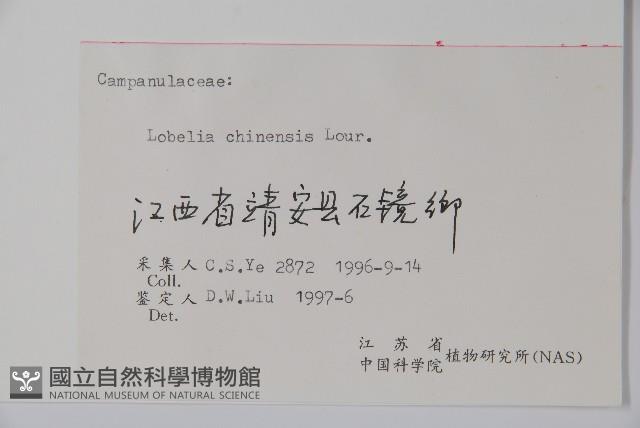 半邊蓮、鐮磨仔草藏品圖，第2張