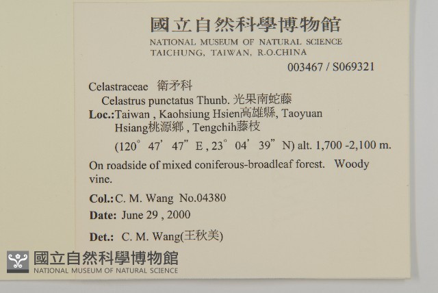 光果南蛇藤藏品圖，第2張