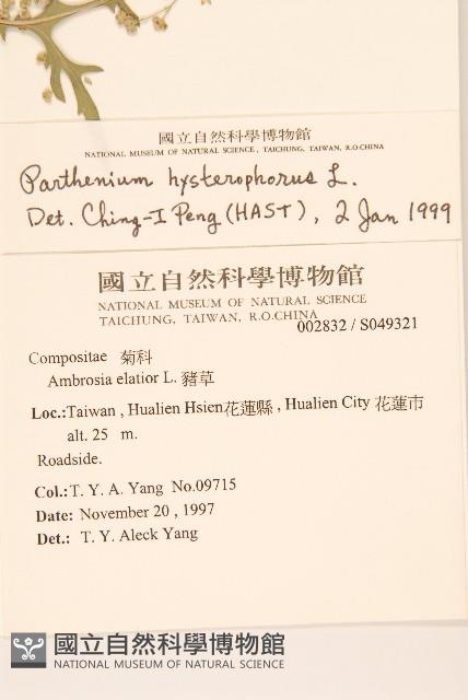 銀膠菊藏品圖，第2張